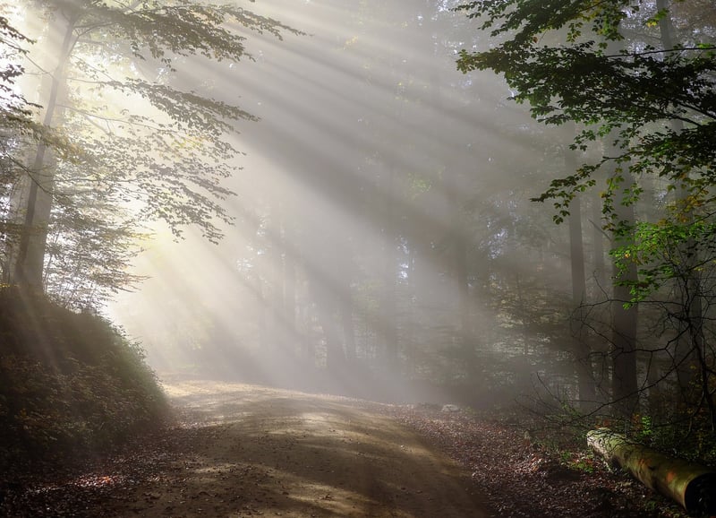Mystical Forest Glade